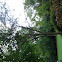 Common Laburnum