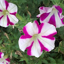 Easy wave burgundy star (Petunie)