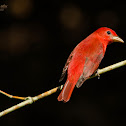Summer Tanager