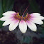 Bulbophyllum