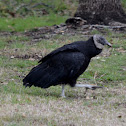 Black Vultures