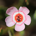 Crane's Bill