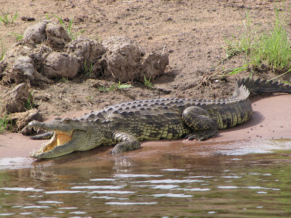 Nile crocodile | Project Noah