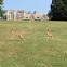 Whitetail deer