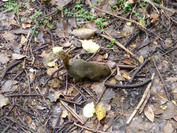 Spotting Image 1