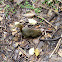 Poás squirrel