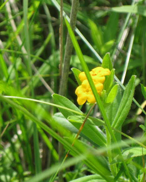 Spotting Image 1