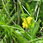 Hoary Puccoon