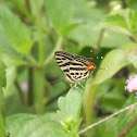 Long banded Silverline