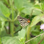Long banded Silverline
