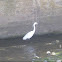 Little Egret