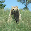 Grizzly Bear