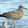 Wildlife of Georgia’s Barrier Islands