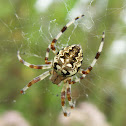European garden spider