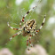 European garden spider
