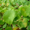 Pennywort