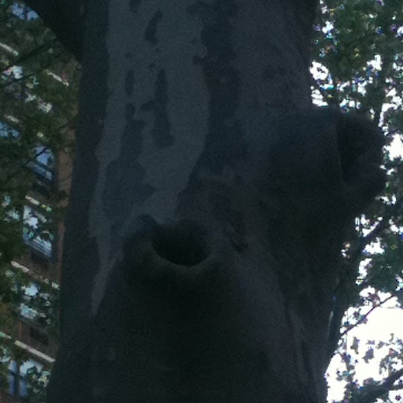 Spotting Image 1