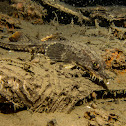 Northern spearnose poacher