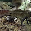 Sail-fin lizard