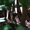 Southern Black Racer