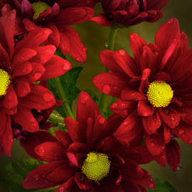 Flowers by Nikola Medjugorac - Nature Up Close Flowers ( water drops, red, fresh, yellow, flowers )