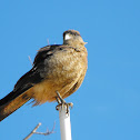 Chimango caracara/ Tiuque