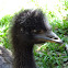 Young Emu