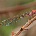 Caballito del diablo (Blue-tailed Damselfly)
