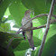 Brush Cuckoo