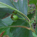 Common Hawthorne