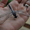 Spangled Skimmer