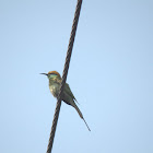 Green bee eater