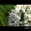 Onion flower