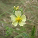 Rough-fruited Cinquefoil