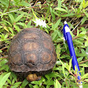 Gopher tortoise