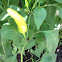 Banana Pepper (Yellow Wax Pepper)