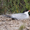 Common Tern; Charrán Común