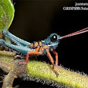 Grasshopper