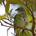Spotted Tanager