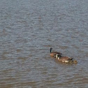 Geese