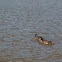 Geese