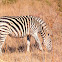 Plains Zebra