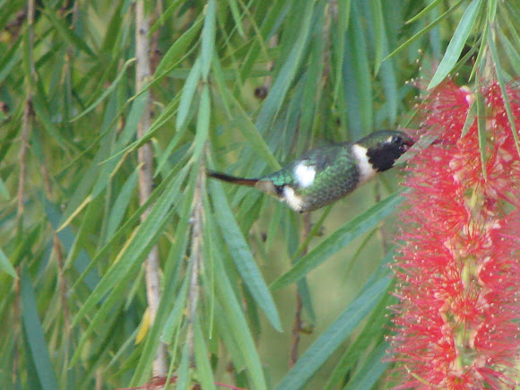Spotting Image 1