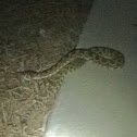 Southern Pacific Rattlesnake