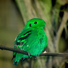 Green Broadbill