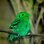 Green Broadbill