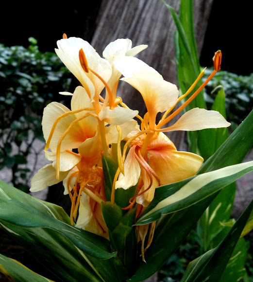 Spotting Image 1