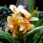Flor de mariposa