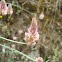 Onobrychis