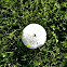 Macrolepiota rachodes Mushroom